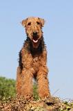 AIREDALE TERRIER 057